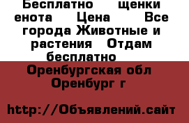 Бесплатно !!! щенки енота!! › Цена ­ 1 - Все города Животные и растения » Отдам бесплатно   . Оренбургская обл.,Оренбург г.